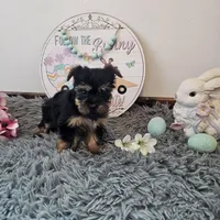 Luna, a female Yorkshire Terrier for sale in White Springs, FL – Photo 3 of 3