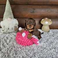 Coco, a female Miniature Dachshund for sale in White Springs, FL – 2 of 3