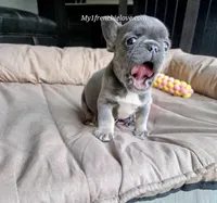 Sea, a male French Bulldog for sale in Toms River, NJ – 3 of 3