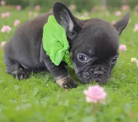Sissy, a male French Bulldog for sale in Toms River, NJ – Photo 1 of 2