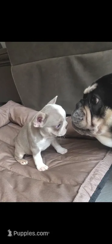 Chanel – French Bulldog puppy for sale in Toms River, NJ