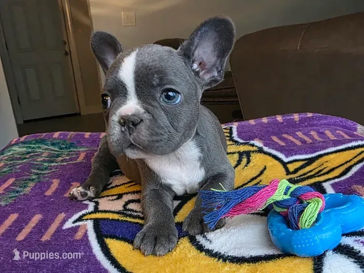 Bluey – French Bulldog puppy for sale in Toms River, NJ