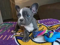 Bluey, a male French Bulldog for sale in Toms River, NJ – 1 of 2