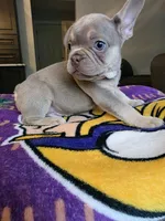 Charlie, a male French Bulldog for sale in Toms River, NJ – 2 of 2