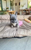 Sea, a male French Bulldog for sale in Toms River, NJ – 2 of 3