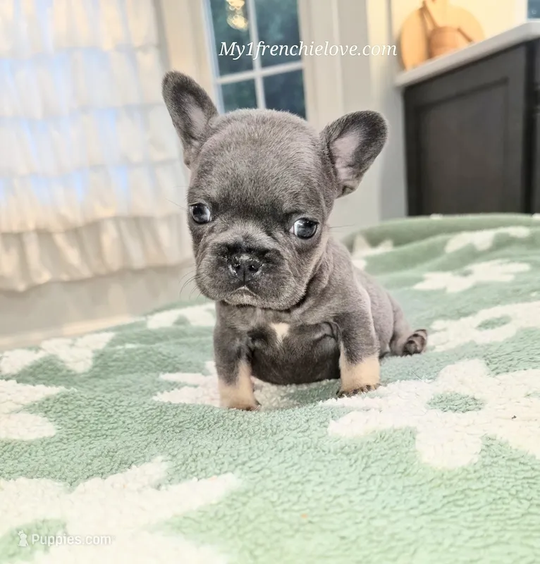 Ocean – French Bulldog puppy for sale in Toms River, NJ