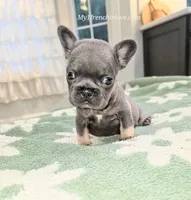 Ocean, a female French Bulldog for sale in Toms River, NJ – 1 of 3