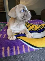 Simon, a male French Bulldog for sale in Toms River, NJ – 2 of 2