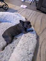 Tammy, a female French Bulldog for sale in Toms River, NJ – Photo 2 of 2