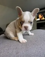 Chanel, a female French Bulldog for sale in Toms River, NJ – 2 of 2