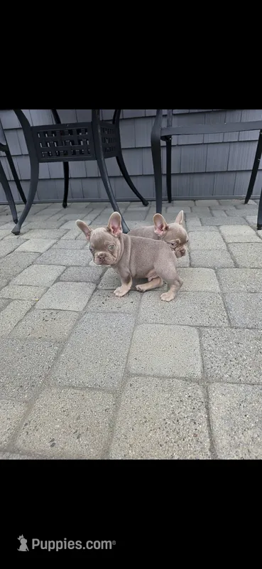 Charlie – French Bulldog puppy for sale in Toms River, NJ
