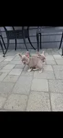 Charlie, a male French Bulldog for sale in Toms River, NJ – 1 of 2