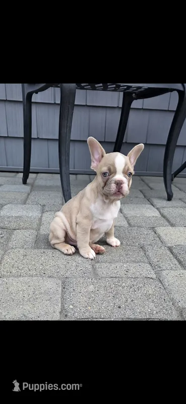 Simon – French Bulldog puppy for sale in Toms River, NJ