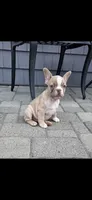 Simon, a male French Bulldog for sale in Toms River, NJ – 1 of 2