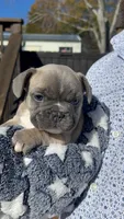 Fat Boi, a male French Bulldog for sale in Toms River, NJ – Photo 3 of 3