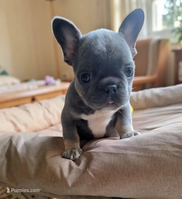 Sea – French Bulldog puppy for sale in Toms River, NJ