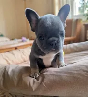 Sea, a male French Bulldog for sale in Toms River, NJ – 1 of 3