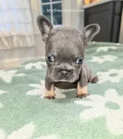 Ocean, a female French Bulldog for sale in Toms River, NJ – 2 of 3