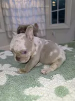 Sandi, a female French Bulldog for sale in Toms River, NJ – 1 of 1