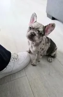 Kissey Face, a female French Bulldog for sale in Toms River, NJ – Photo 1 of 2