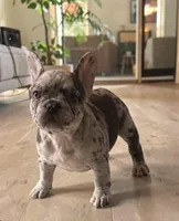 Kissey Face, a female French Bulldog for sale in Toms River, NJ – Photo 2 of 2