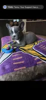 Bluey, a male French Bulldog for sale in Toms River, NJ – 2 of 2