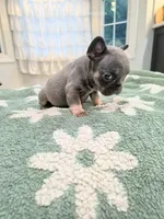 Ocean, a female French Bulldog for sale in Toms River, NJ – 3 of 3