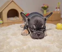 Sammy, a male French Bulldog for sale in Toms River, NJ – Photo 4 of 5