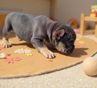 Sammy, a male French Bulldog for sale in Toms River, NJ – Photo 5 of 5