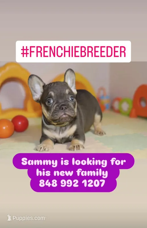 Sammy – French Bulldog puppy for sale in Toms River, NJ