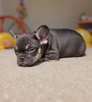 Sammy, a male French Bulldog for sale in Toms River, NJ – Photo 2 of 5