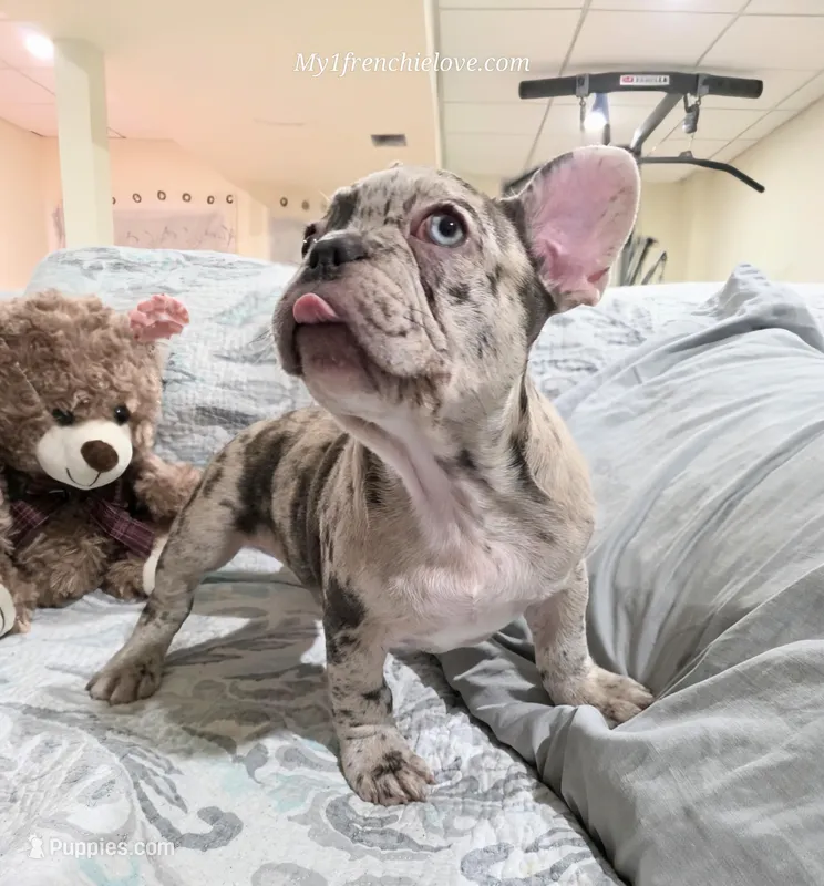 Cirrus – French Bulldog puppy for sale in Toms River, NJ