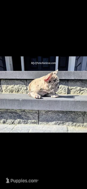 Cirrus – French Bulldog puppy for sale in Toms River, NJ