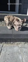 Cirrus, a male French Bulldog for sale in Toms River, NJ – Photo 2 of 3