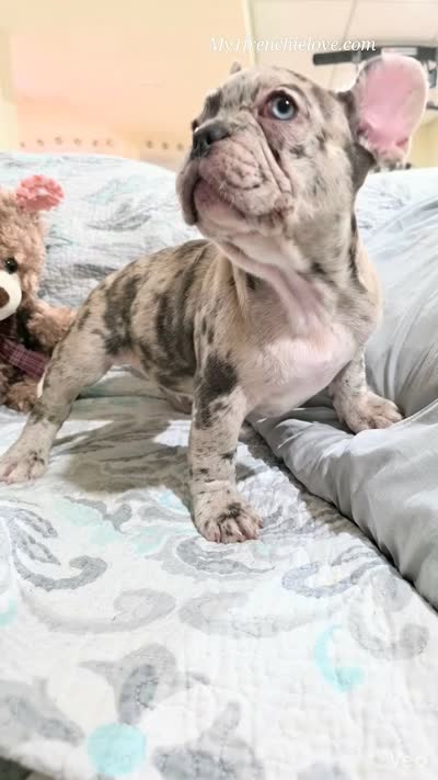 Cirrus, a male French Bulldog for sale in Toms River, NJ – 5 of 5