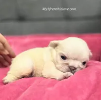 Champagne, a female French Bulldog for sale in Toms River, NJ – Photo 2 of 3