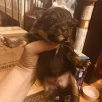 Puppies , a female Japanese Chin and Pomeranian for sale in Elkview, WV – 4 of 7