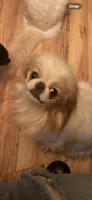 Maggie, a female Japanese Chin for sale in Elkview, WV – 8 of 9