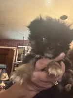 Puppies , a female Japanese Chin and Pomeranian for sale in Elkview, WV – 8 of 10