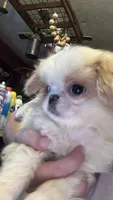 Chin chin , a male Japanese Chin for sale in Elkview, WV – 6 of 7