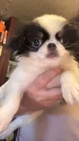 Maggie, a female Japanese Chin for sale in Elkview, WV – 7 of 9