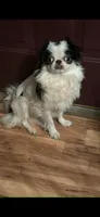 Maggie, a female Japanese Chin for sale in Elkview, WV – 5 of 9