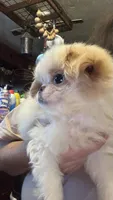 Chin chin , a male Japanese Chin for sale in Elkview, WV – 7 of 7