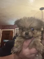 Puppies , a female Japanese Chin and Pomeranian for sale in Elkview, WV – 10 of 10