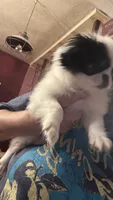 Maggie, a female Japanese Chin for sale in Elkview, WV – 1 of 9