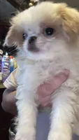 Chin chin , a male Japanese Chin for sale in Elkview, WV – 5 of 7