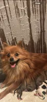 Puppies , a female Japanese Chin and Pomeranian for sale in Elkview, WV – 2 of 7