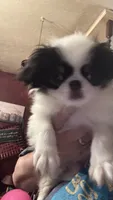 Maggie, a female Japanese Chin for sale in Elkview, WV – 3 of 9