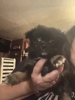 Puppies , a female Japanese Chin and Pomeranian for sale in Elkview, WV – 9 of 10