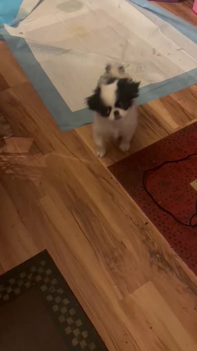 Maggie, a female Japanese Chin for sale in Elkview, WV – 9 of 9